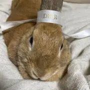 あいりんの画像