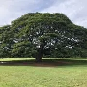 michikoの画像