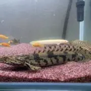 ケリー