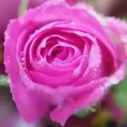 まる子❁の画像