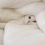 ぱるむの画像
