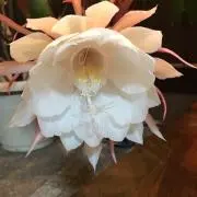 きょんちゃんの画像
