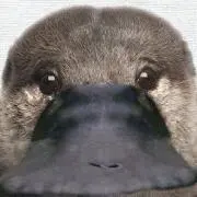 ぽんた