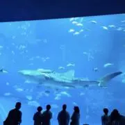 JN10の画像