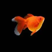 金魚の画像