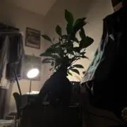 tatsu