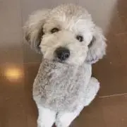 ヒナナコ1226の画像