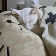 CoCoの画像
