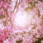 SAKUSAKUの画像