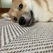 chi.♡断捨離中の画像
