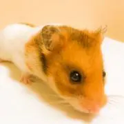 トリオの画像