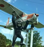 はなの画像