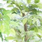 ぽん