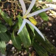 プルメリアの画像