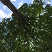 Jinchanの画像