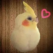 まどかの画像