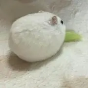 のん