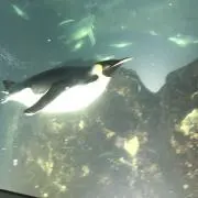 よっちゃんの画像