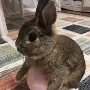 まめちゃんの画像
