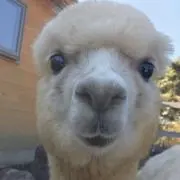 あのの画像