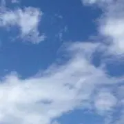 ROY