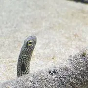 ねーた