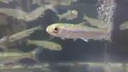フロストの画像