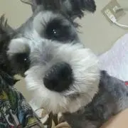 Dadmomo