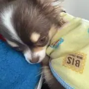イロの画像