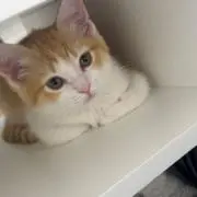 ルナの画像