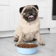 パグ蔵の画像