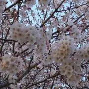 sakura★の画像