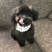 noaの画像