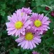 ミラクルSHOPはる❣️の画像