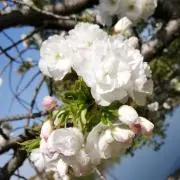 はちみつレモンの画像