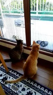 Akiの画像