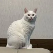 友の画像