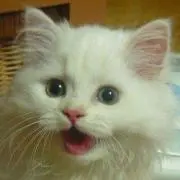 七万猫の画像