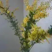 ewの画像
