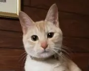 Bisukepannの画像