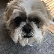 のんの画像