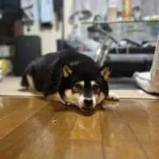 ぴぃの画像