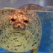 アボカド
