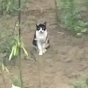 ゆ