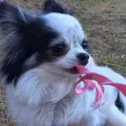 だかお