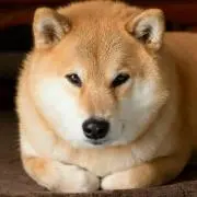 fuwa fuwaの画像