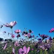 ksnの画像