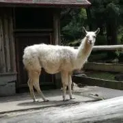 たぶんリャマの画像