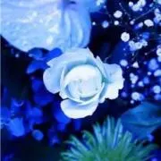 七赤金星の画像