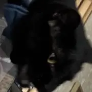 れいんあの画像